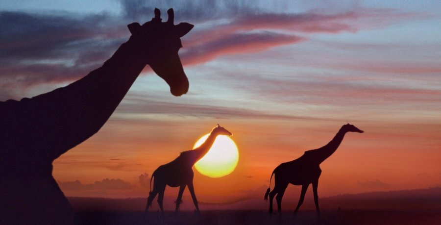 ©Tim Fitzharris-867-Masai Giraffes at Sunrise.tif