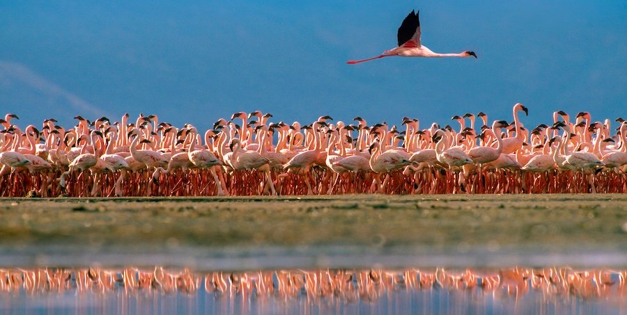 Tim Fitzharris-2231-Lesser flamingos