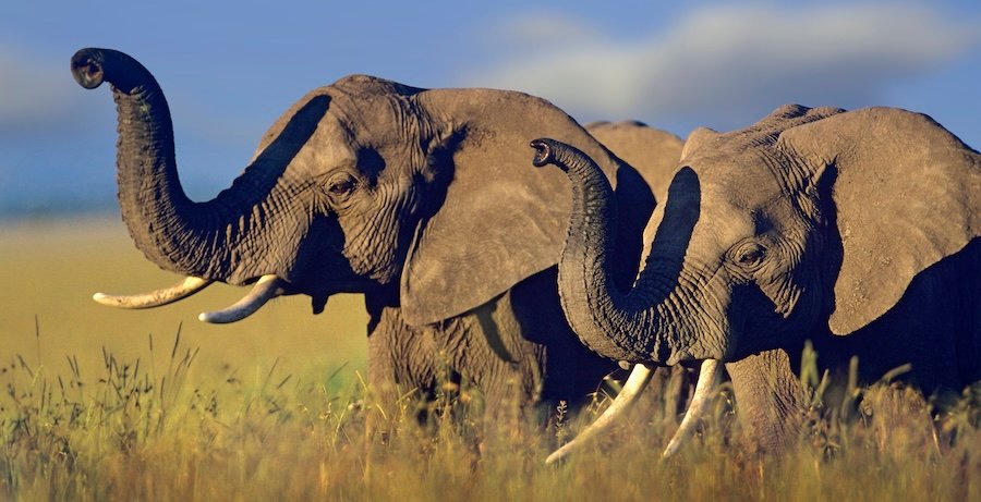 Tim Fitzharris-821-African Elephants
