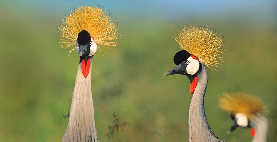 Tim Fitzharris-1913-Crowned Cranes