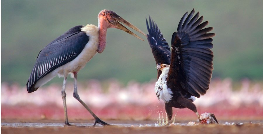 Tim Fitzharris-2027-Fish Eagle and Marabou Stork