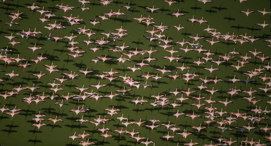 Tim Fitzharris-2243-Lesser flamingos