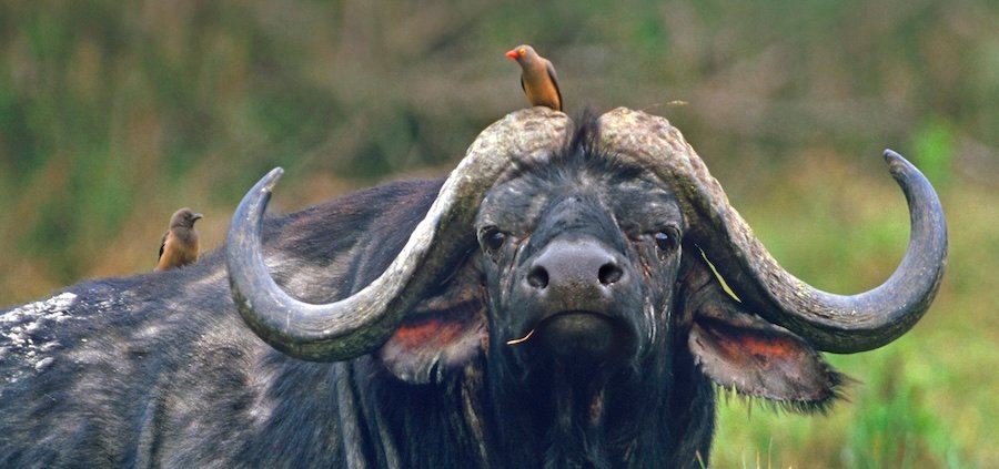 Tim Fitzharris-1889-African buffalo