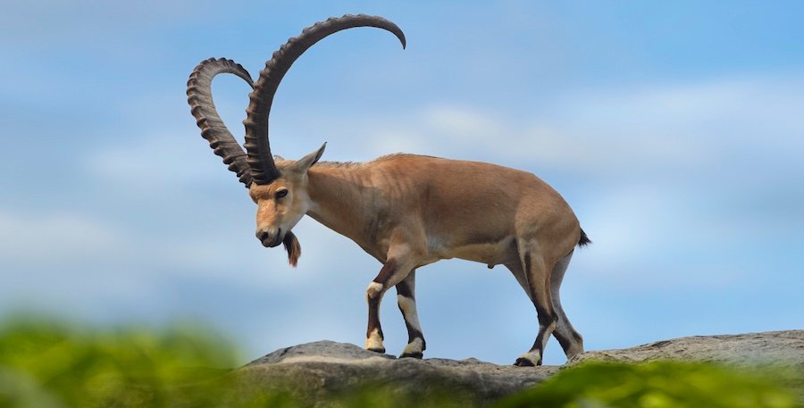©Tim Fitzharris - panNubian Ibex7